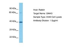 GNAI3 Rabbit anti-Human, Mouse, Polyclonal, Novus Biologicals 0.1 mL | Buy Online | Novus Biologicals | Fisher Scientific